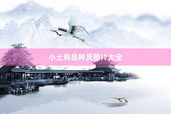 小土狗品种及图片大全